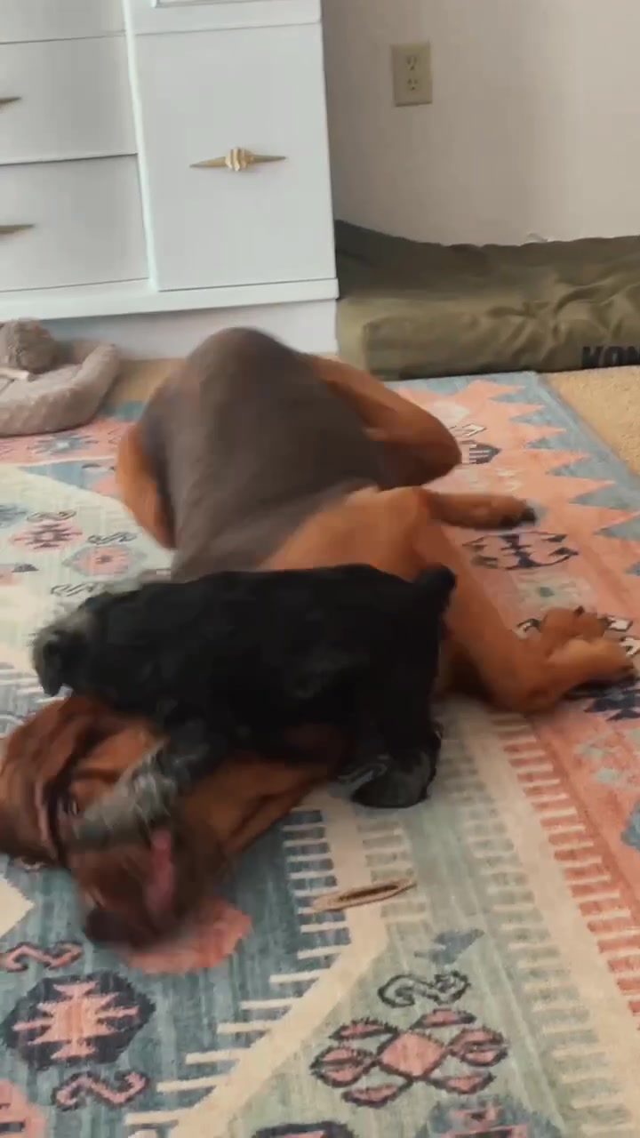 @RiverTheLiverHound