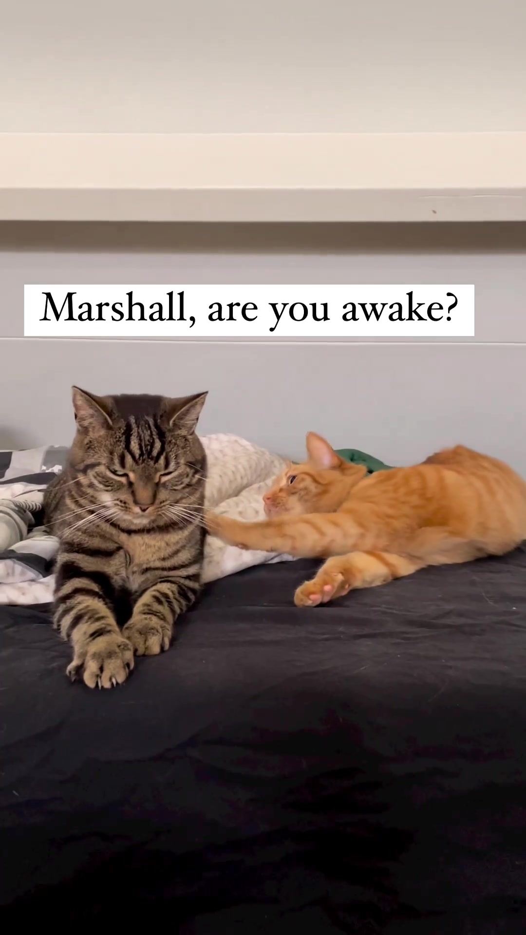 @Purrfect Spark
