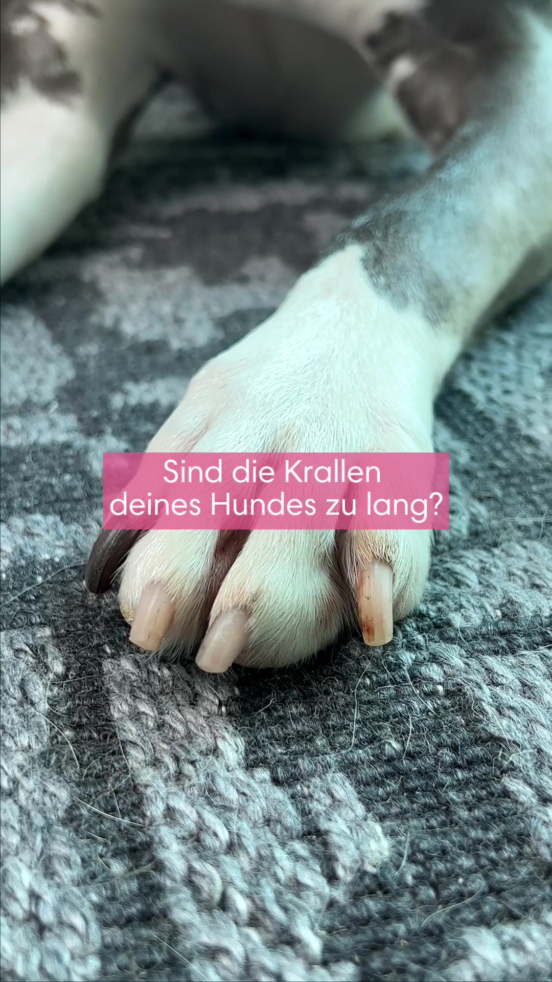 @diefutterbar
