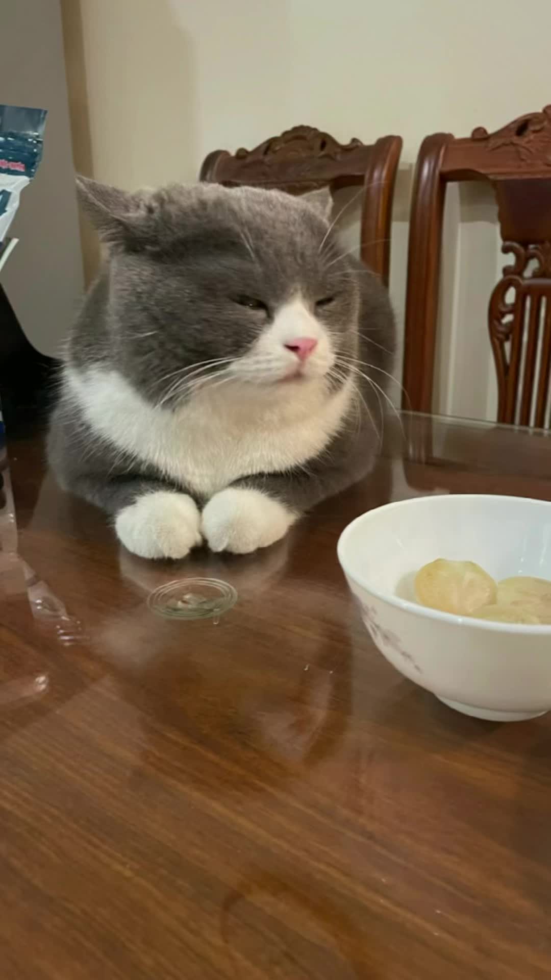 @M&egrave;o kh&ocirc;ng ăn thịt 🤡