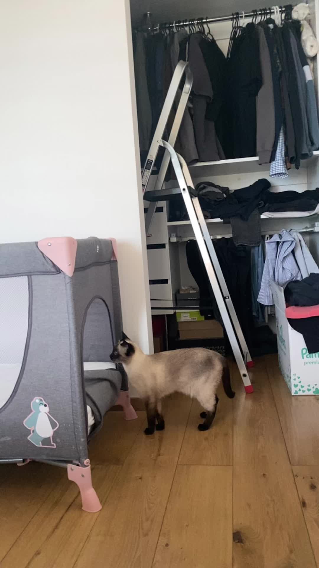 @Blueberry Eyes Cat