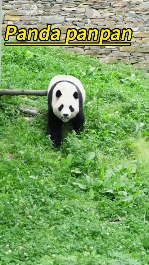 @Many pandas