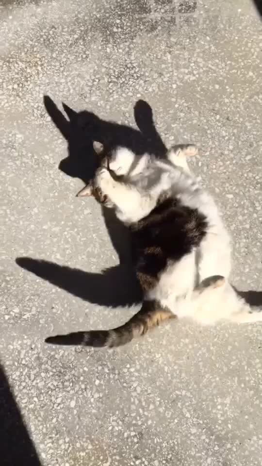 @cutecatterr