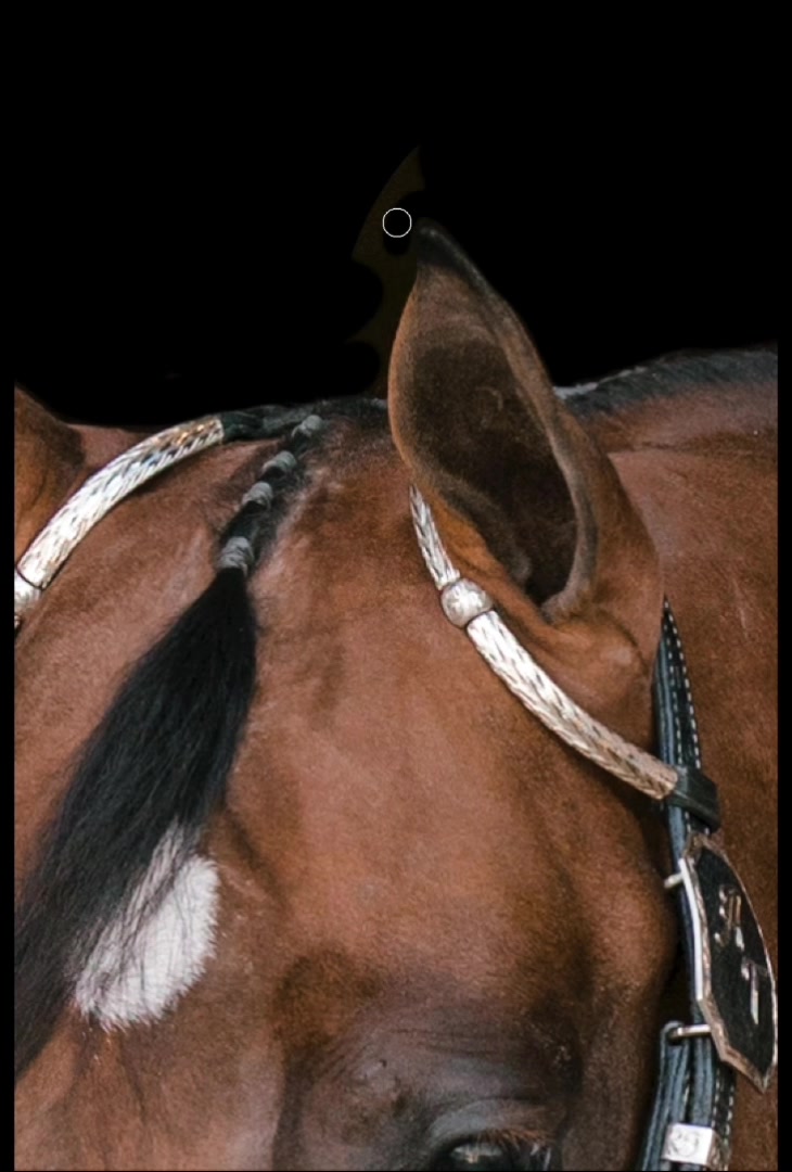 @Rachel ⚡️ Equine Photographer