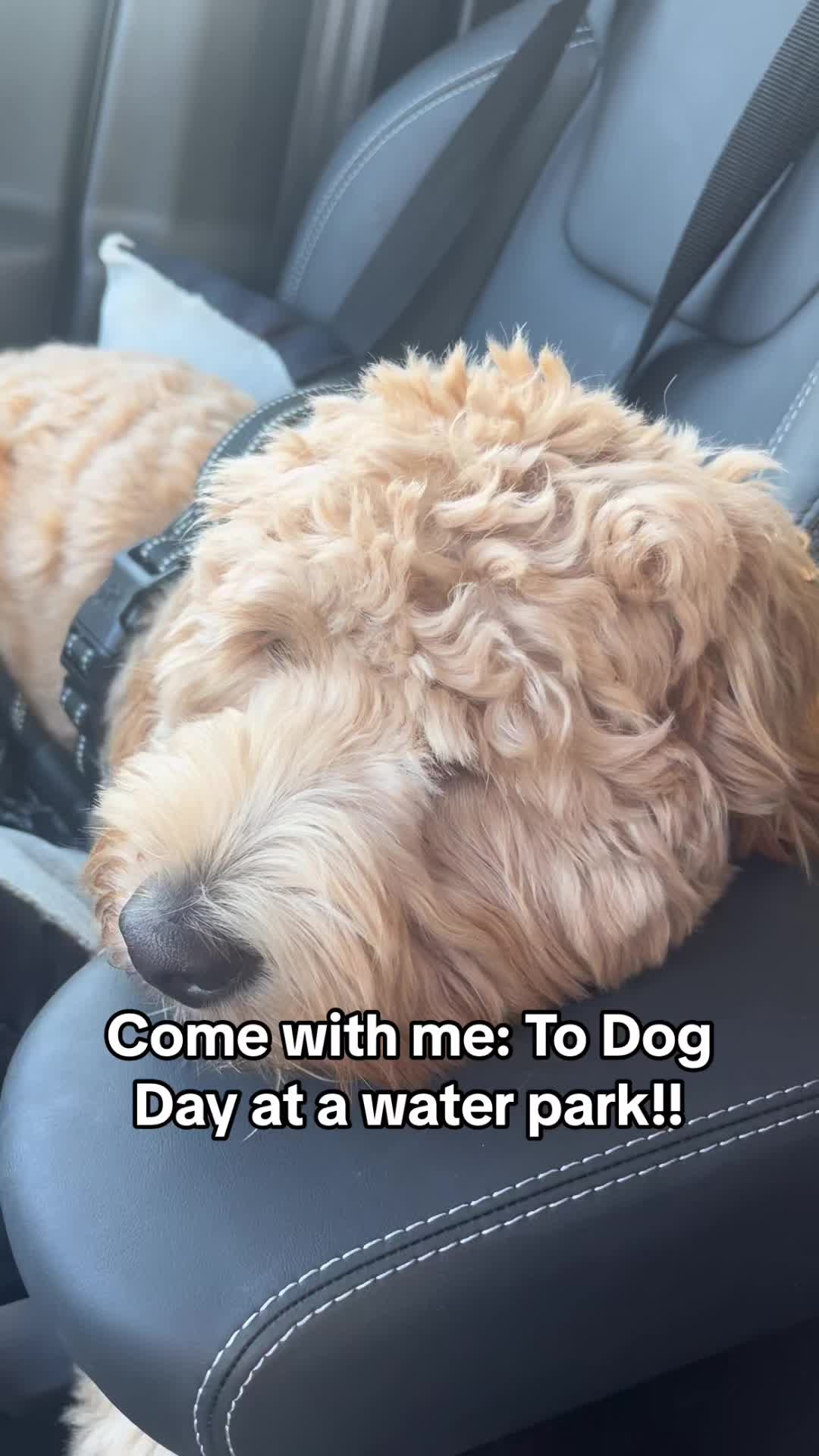 @Nood the Dood