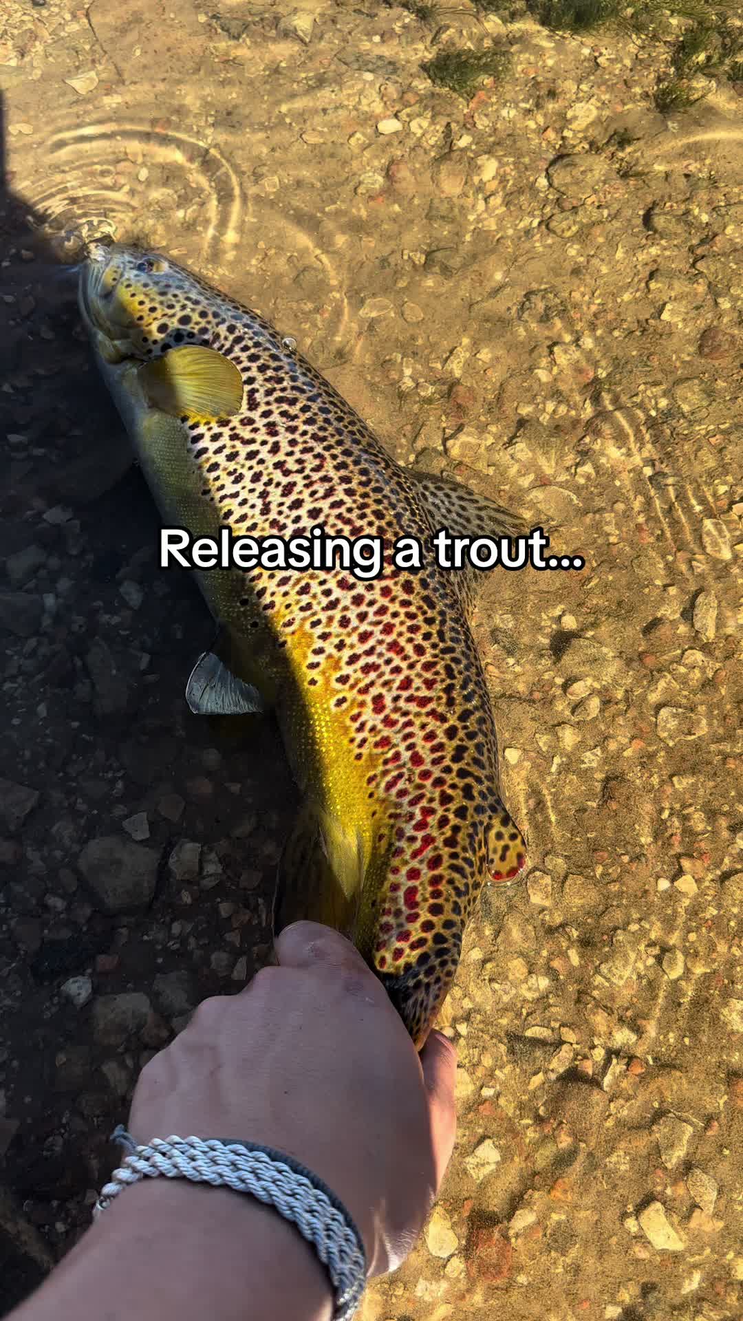 @FishGuy