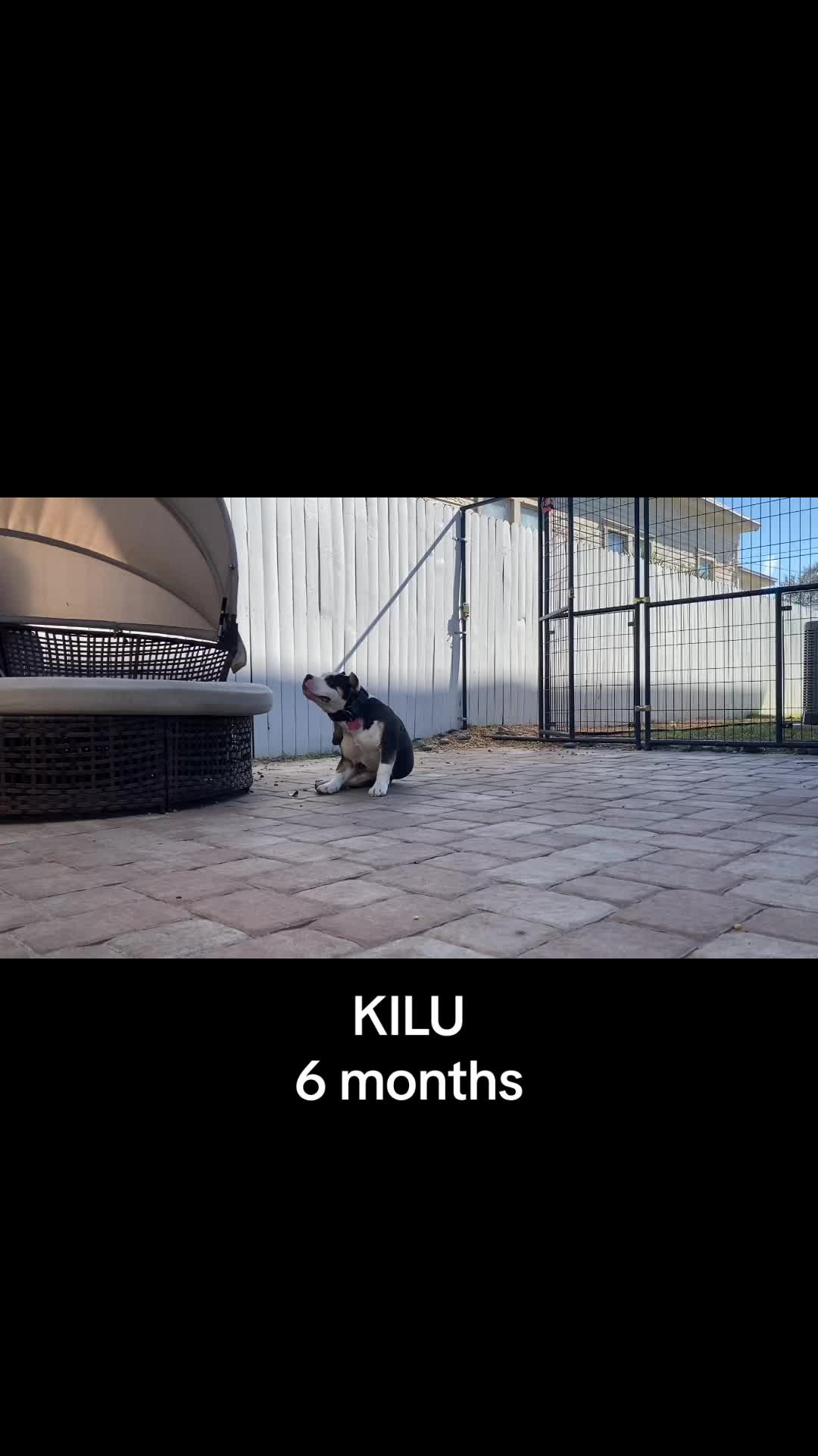 @chinomendezbully