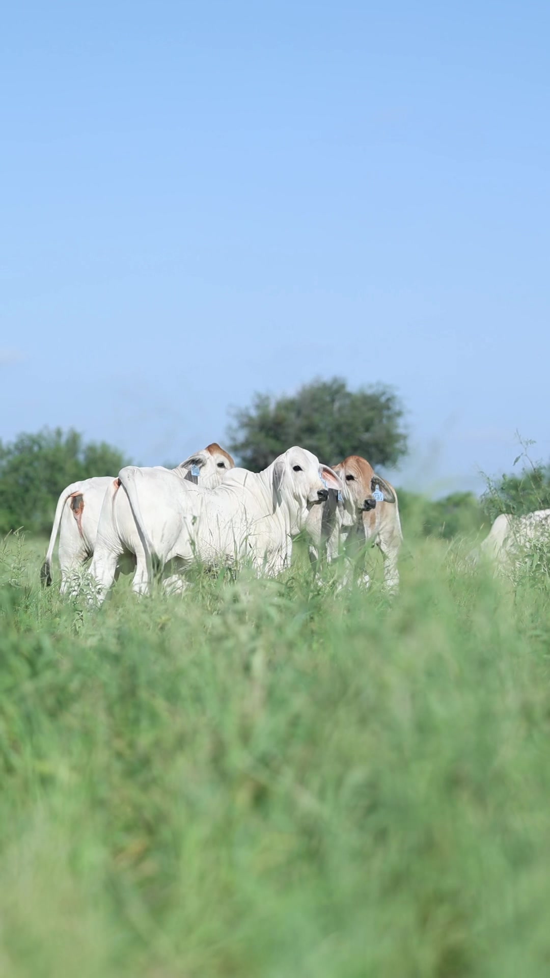 @England Cattle Co.