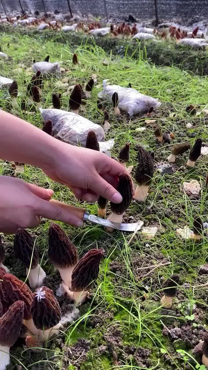 @satrisemushroom