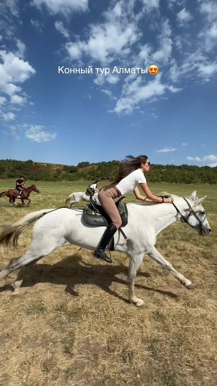 @tulpar_horses