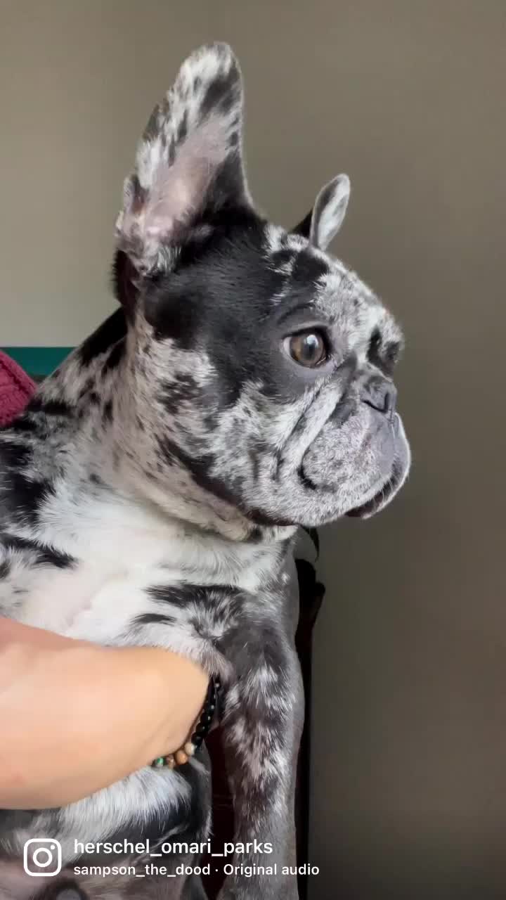 @Fly Lil Frenchie From OKC