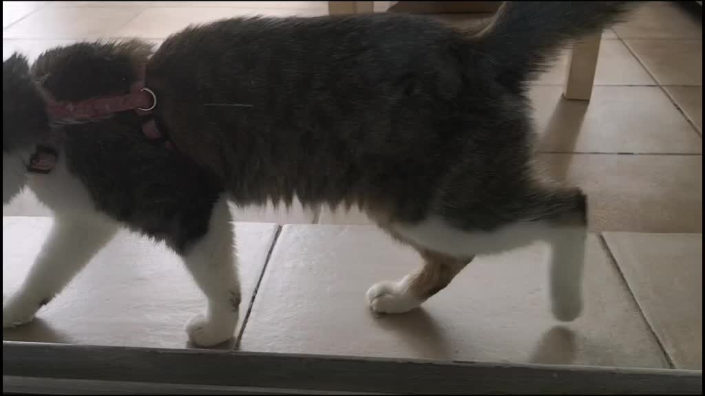 @Pêche 😺