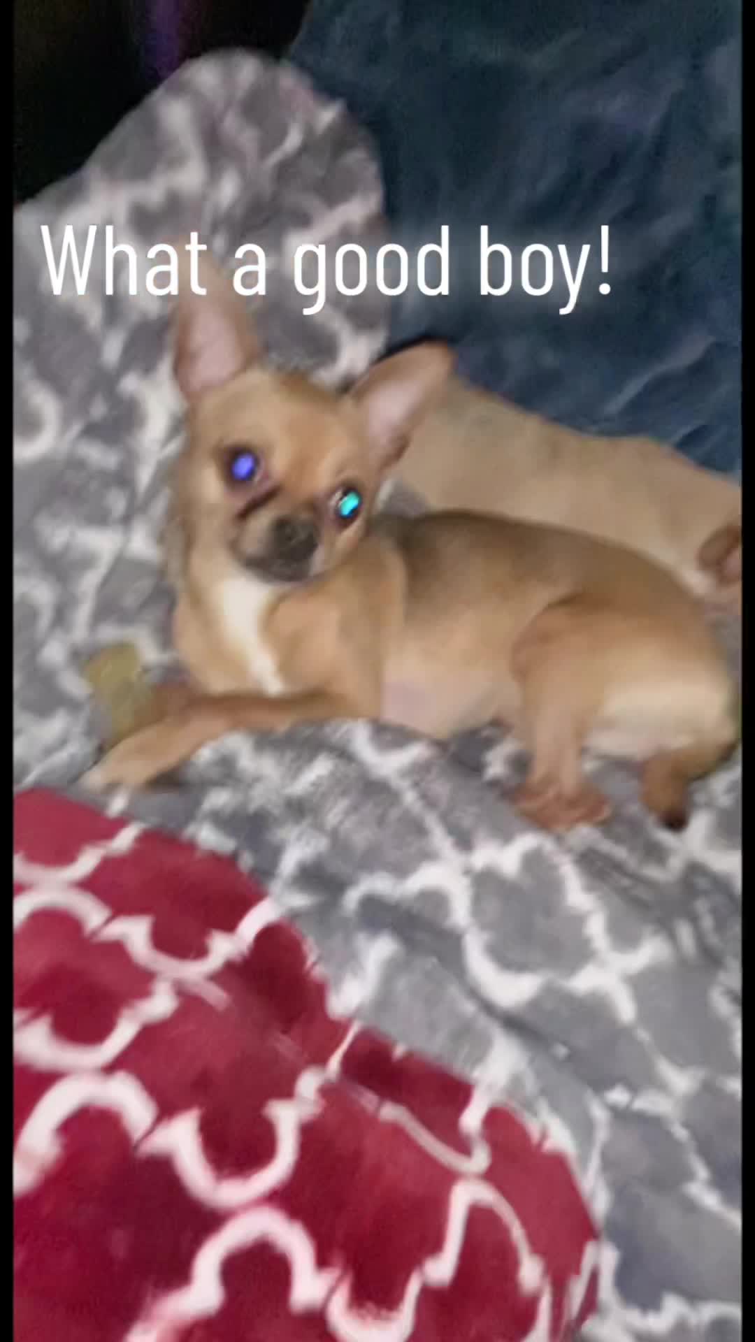 @IndyFurryFriends