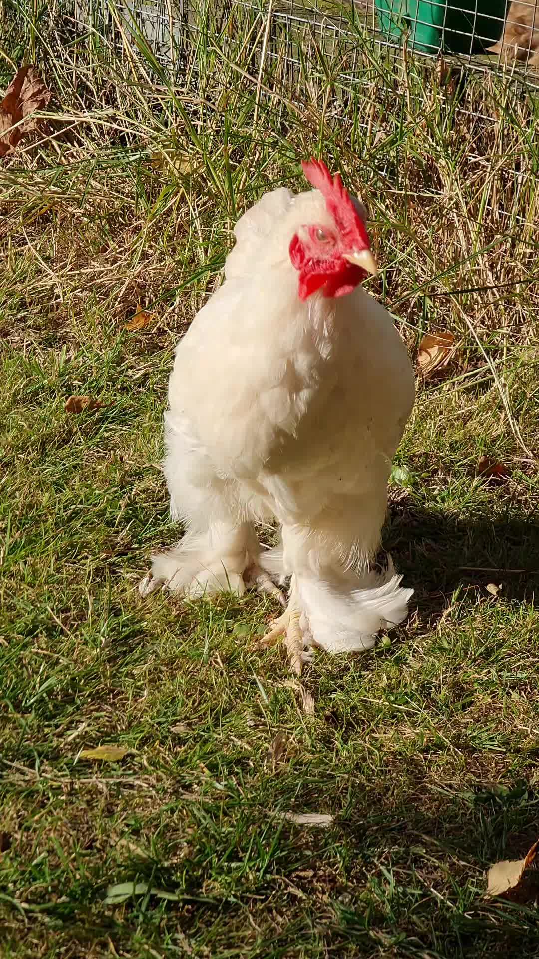@Little Laying Chickens Shop