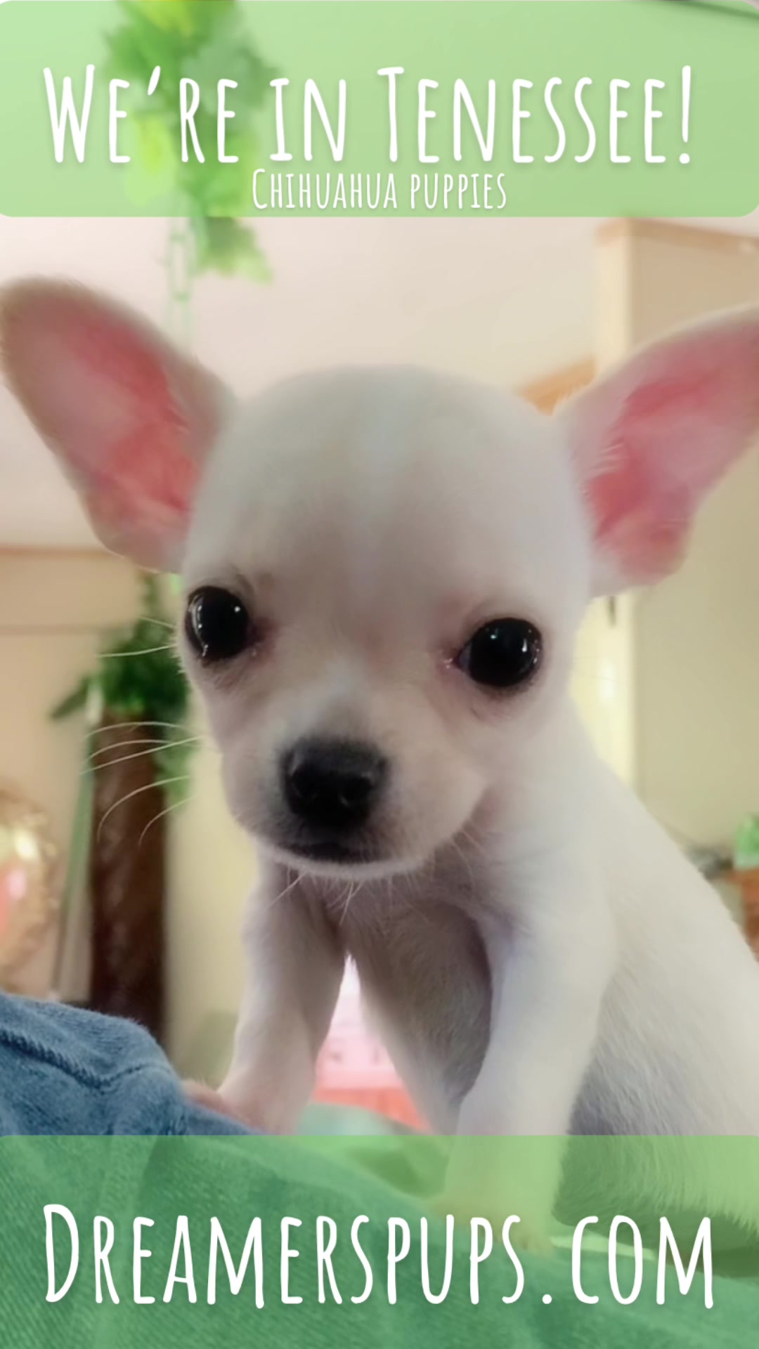 @PuppyMom