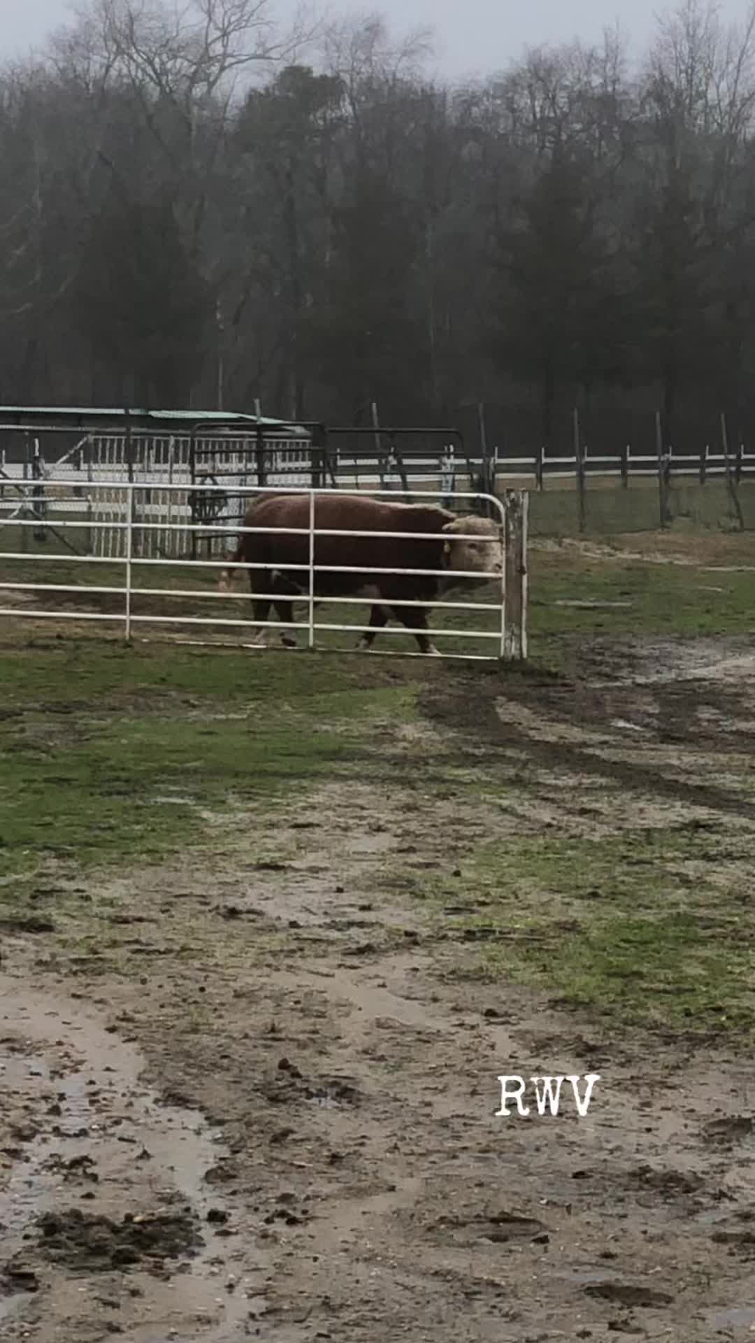 @RWV Land & Livestock