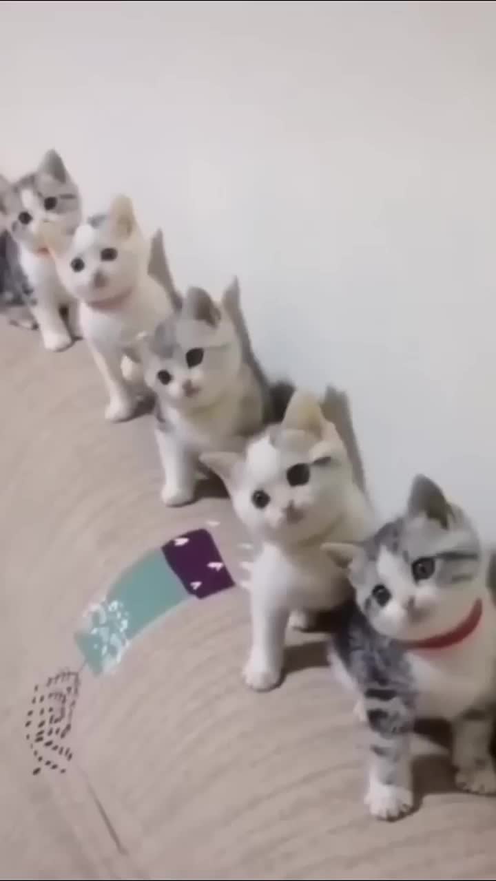@pawfriends