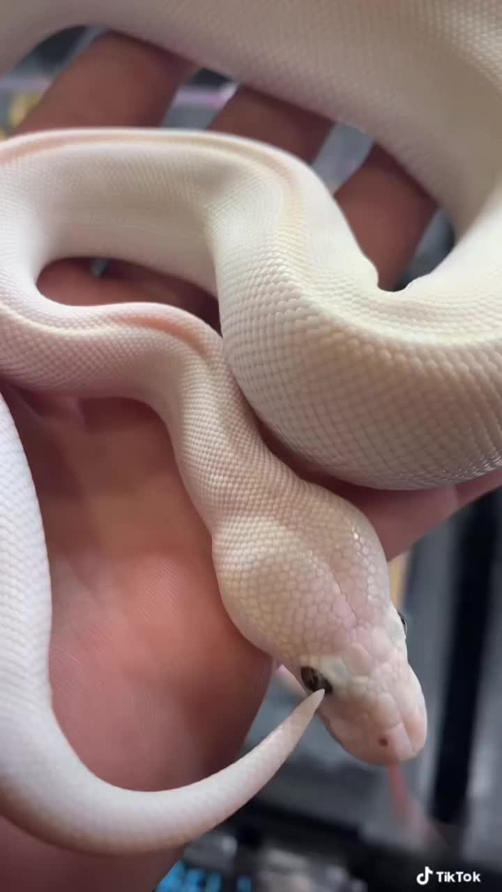@KMReptiles