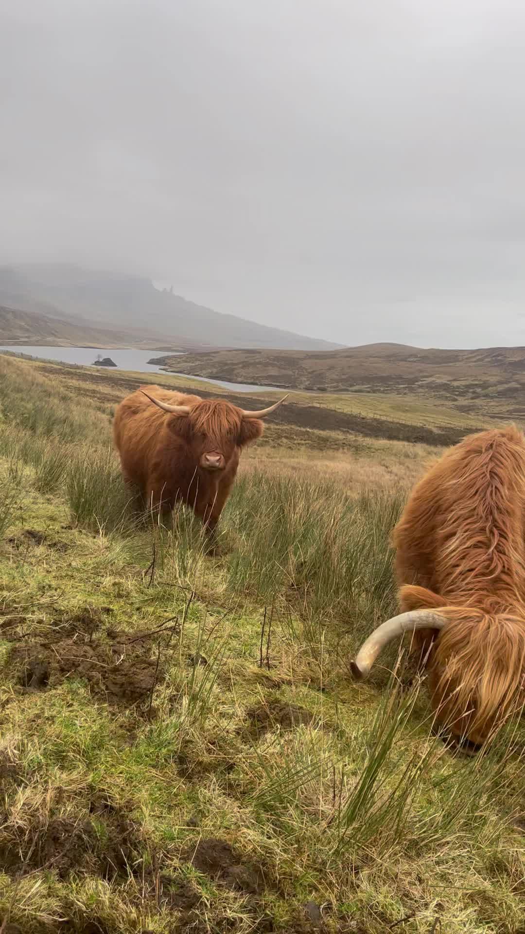 @jakostyscotland