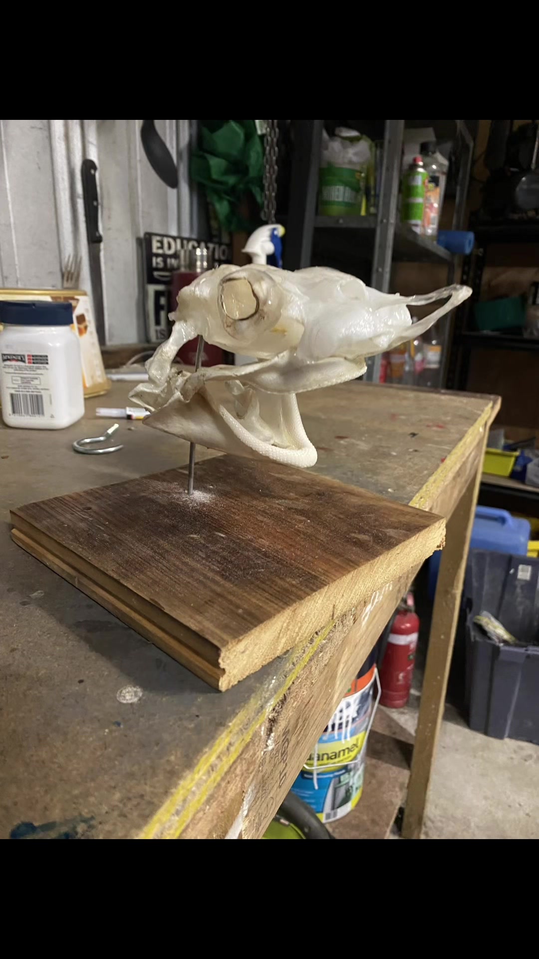@Shark Jaw Displaying