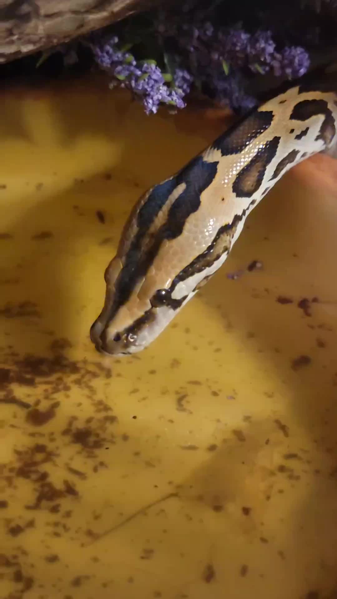 @mudcowpythons
