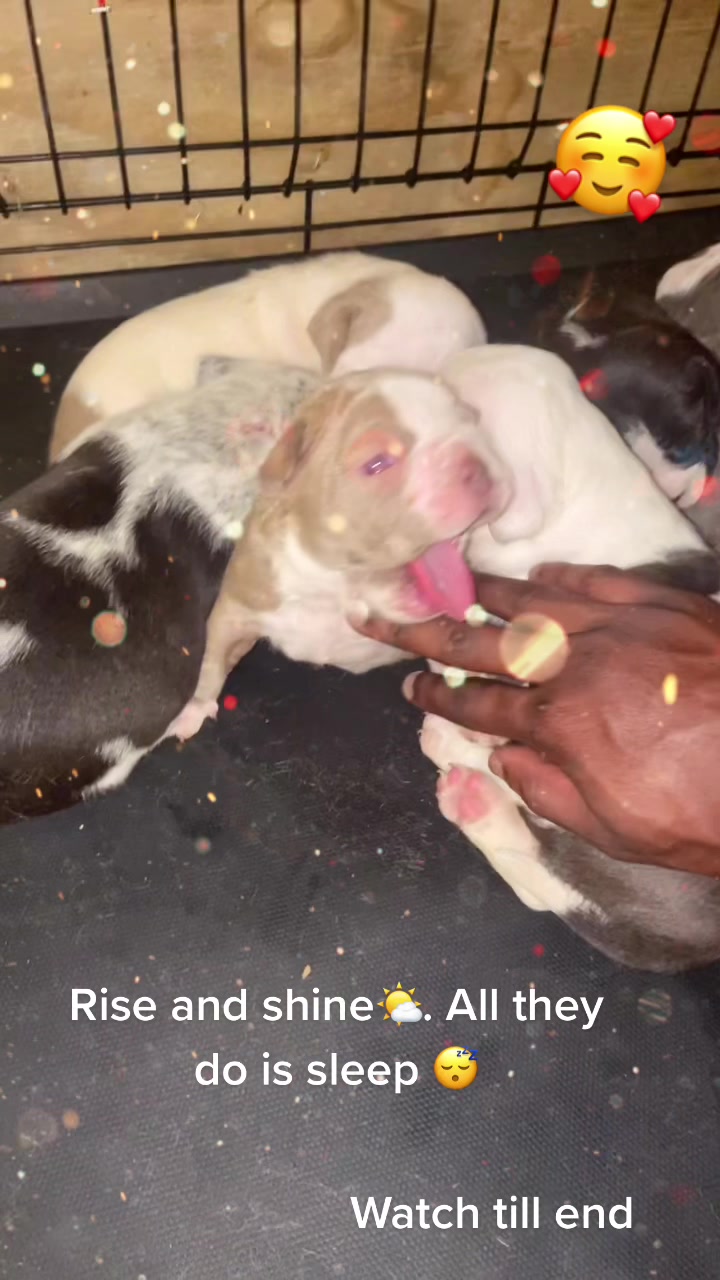 @BULLYFARM