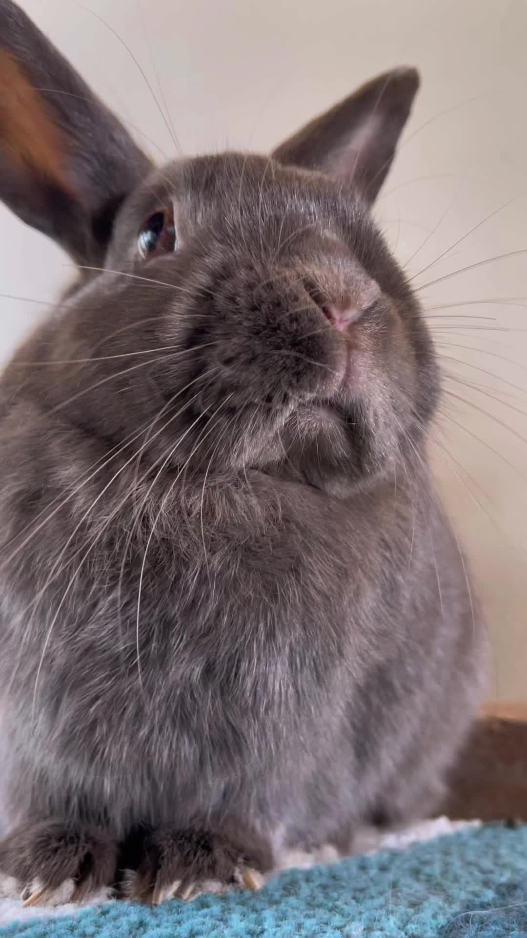 @Bunny rabbit chocolate 🍫