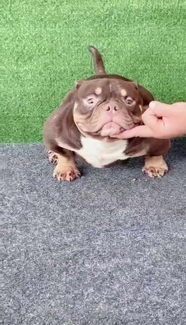 @dominantbluebullies
