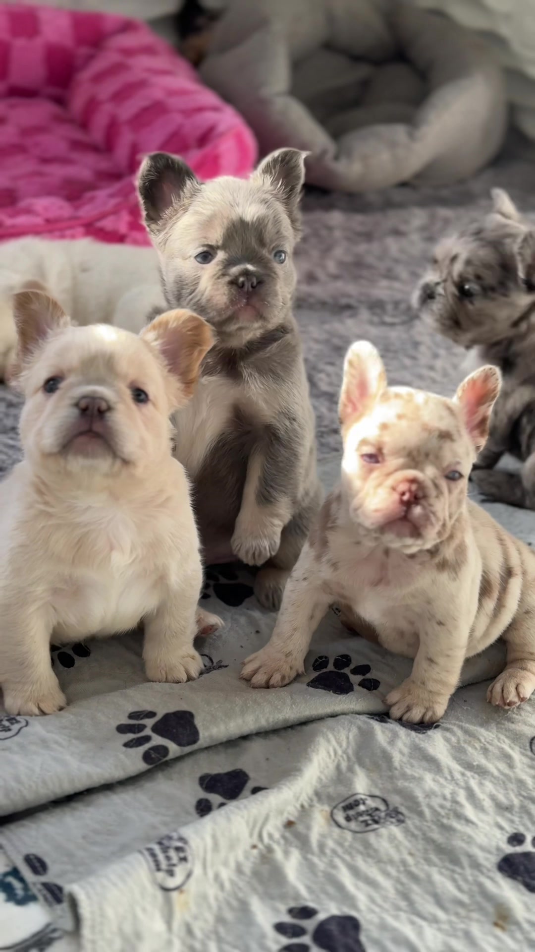 @Frenchiecvlt