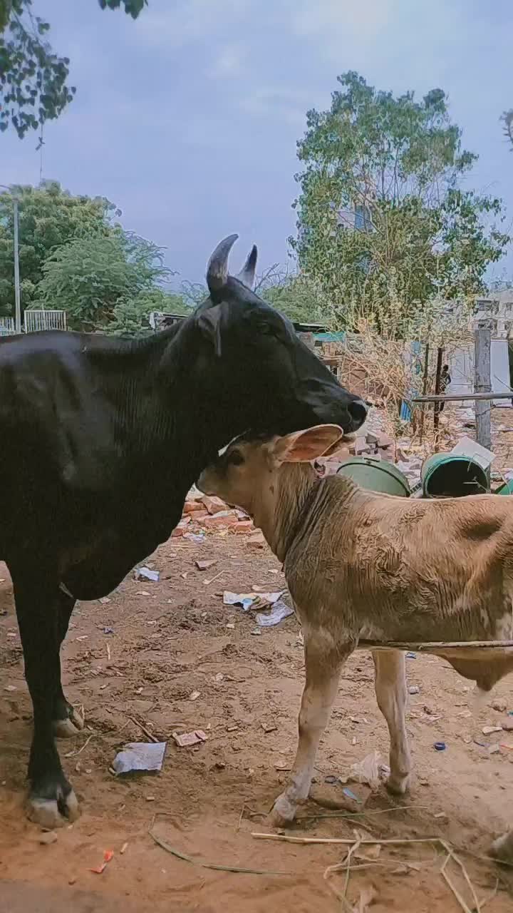 @Mitesh56