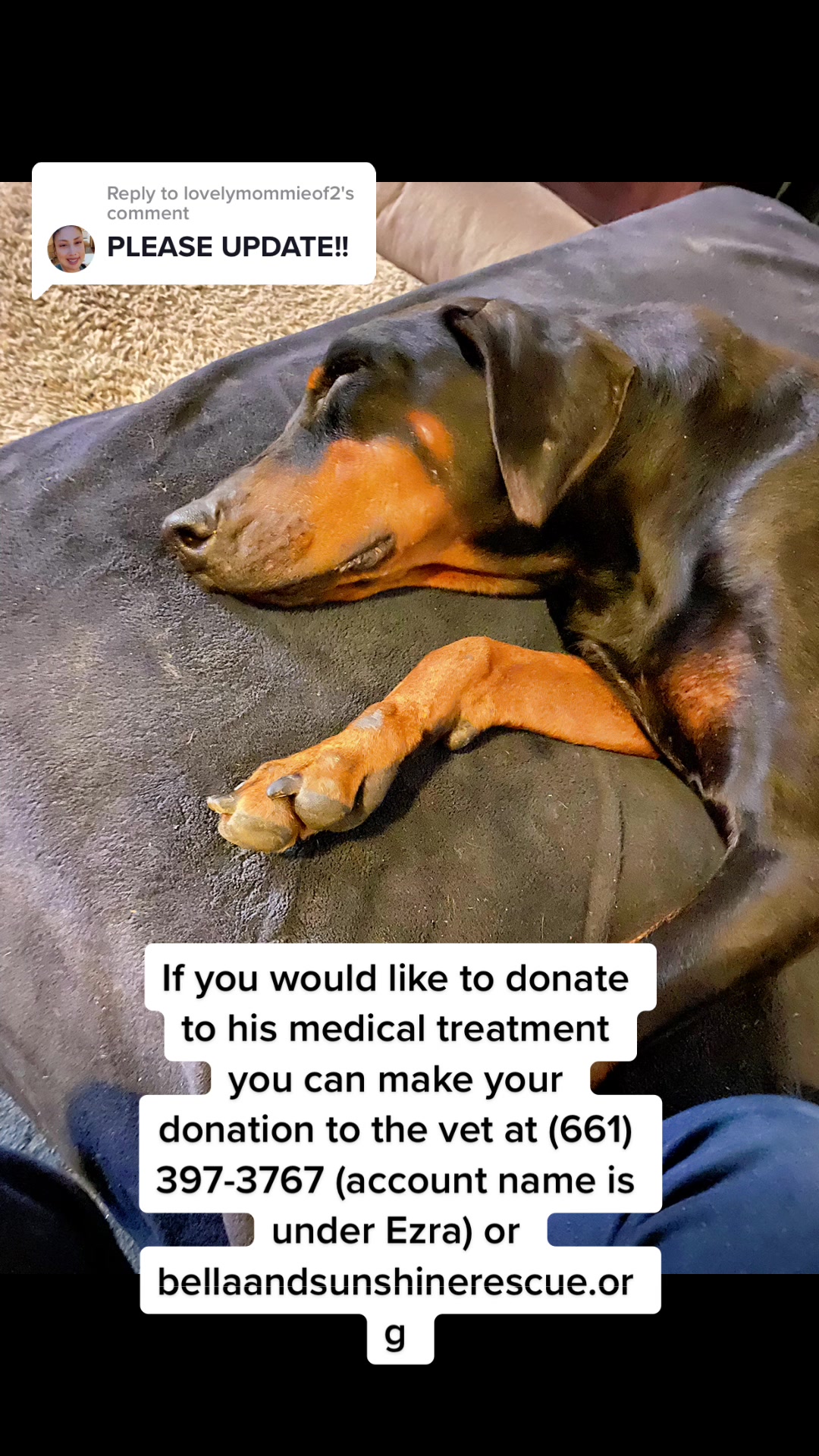 @blessed_dobies