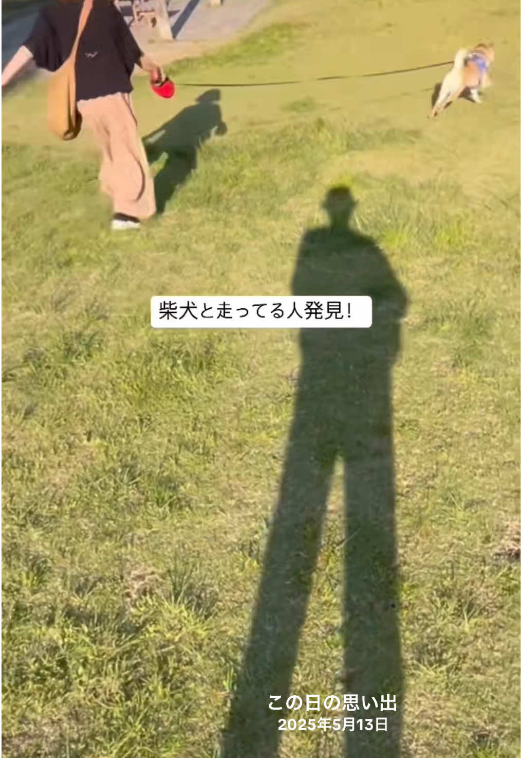 @しばいぬ