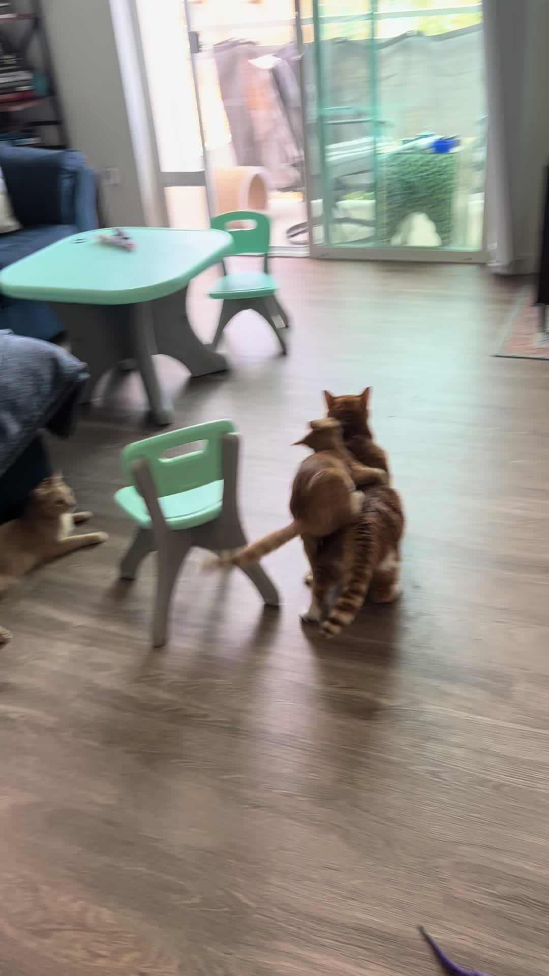 @Three Red Cats