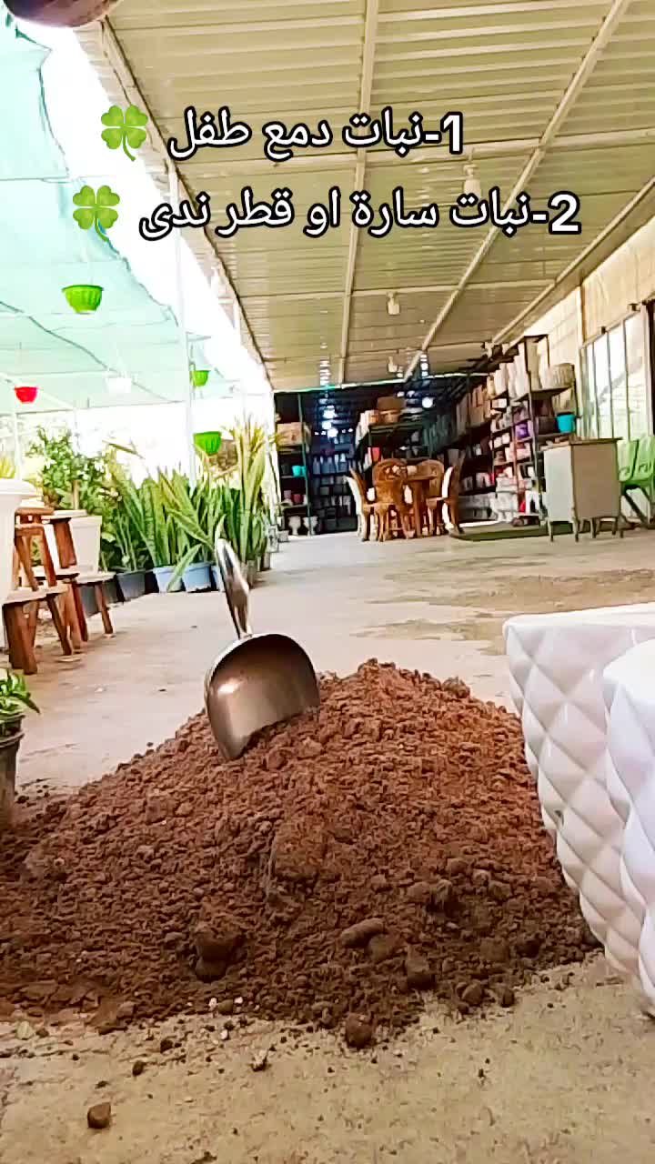@🍂گوردسـتآنيـﮯ✨ عمـر 🌺