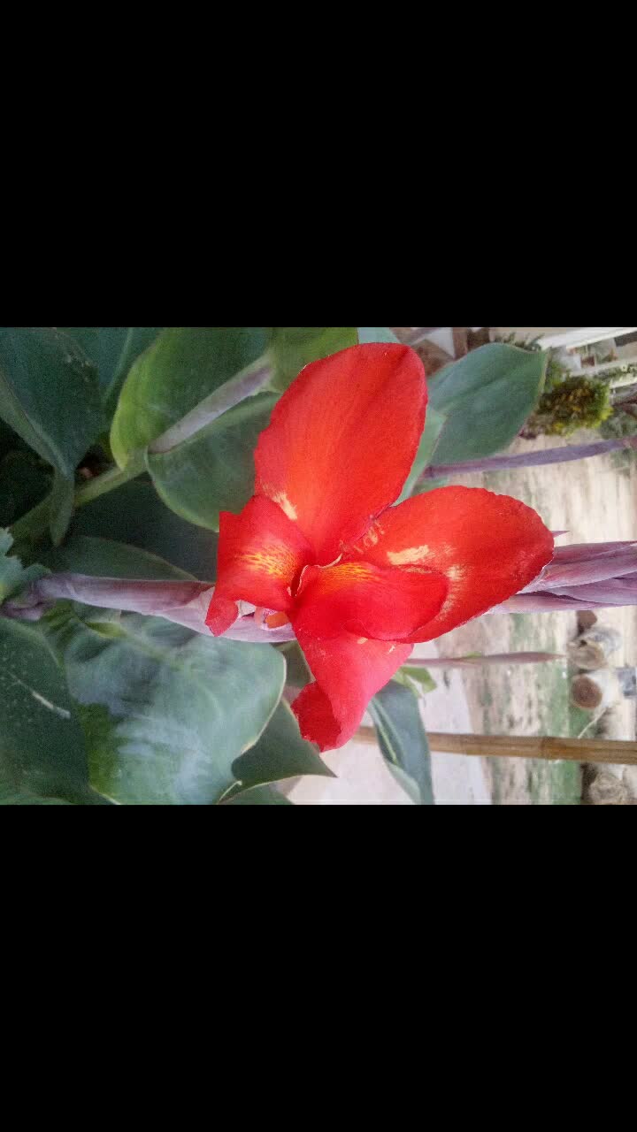 @জাতির ভাইয়া 🥰