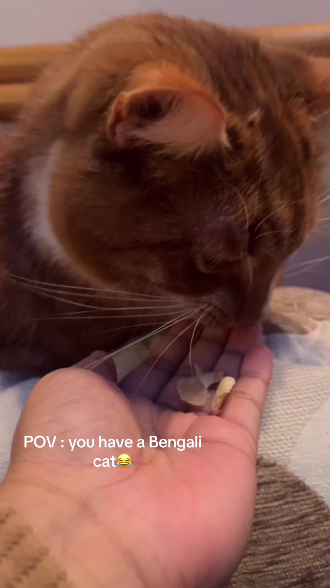 @Aloo The Cat
