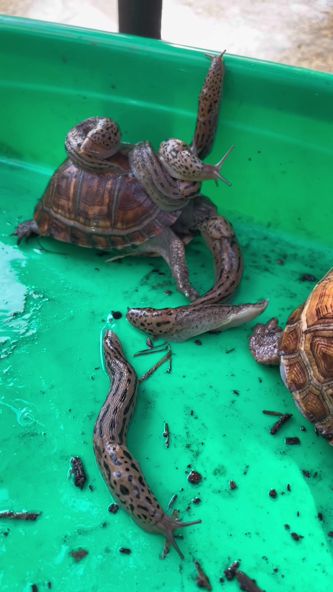 @Eastern Box Turtle