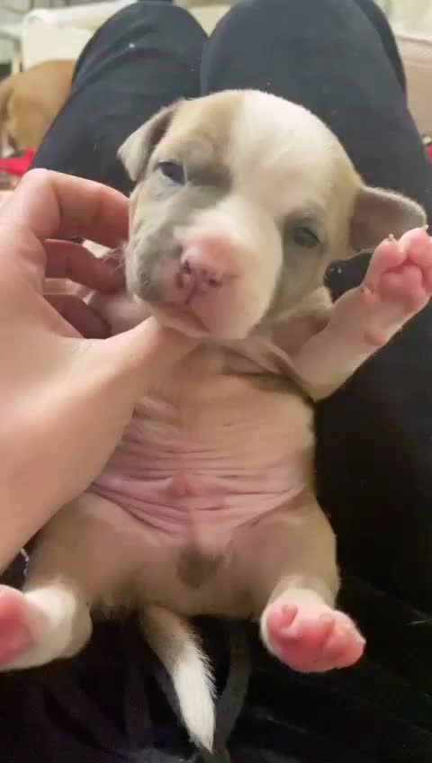 @🐕