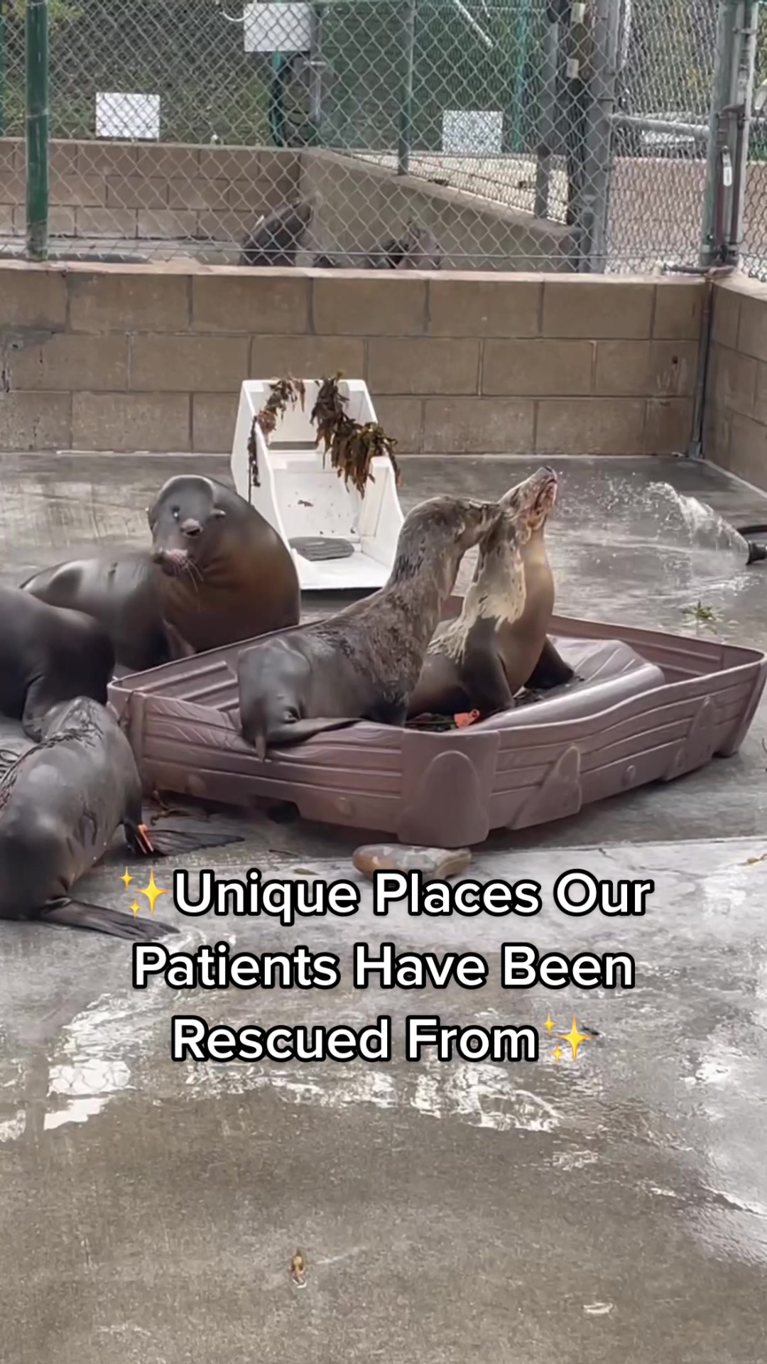 @Marine Mammal Care