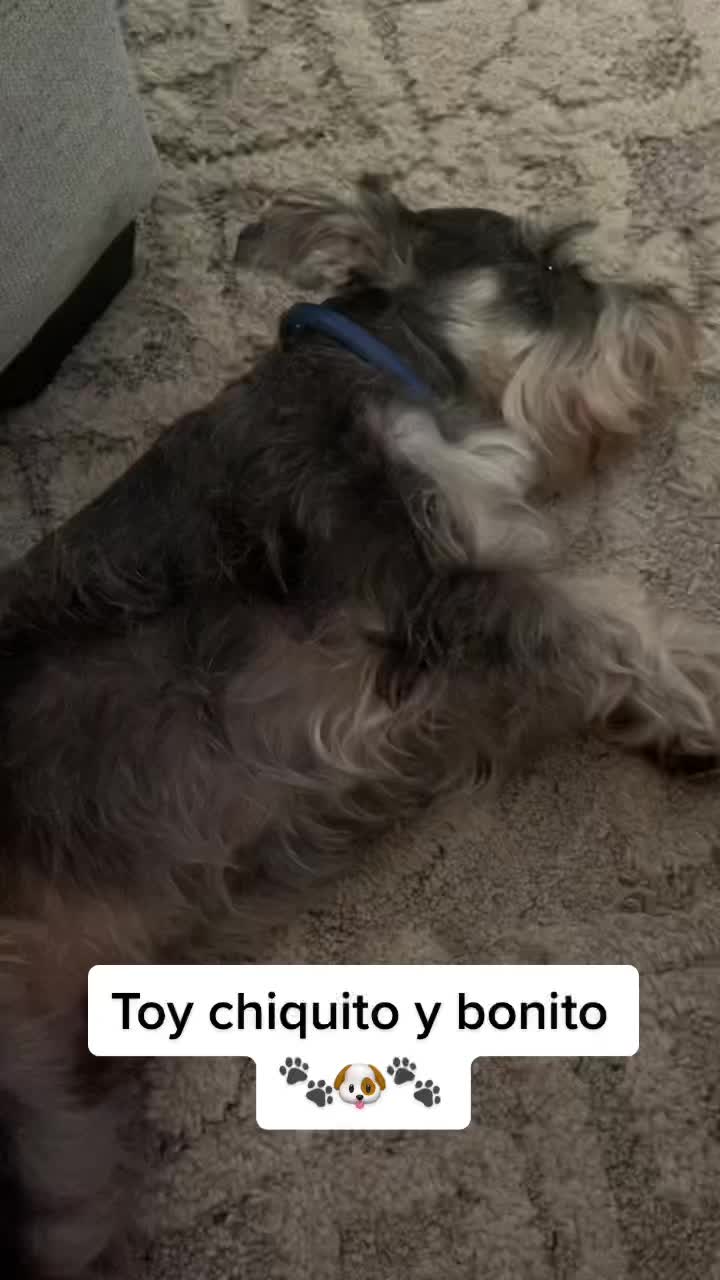 @🐶🐾