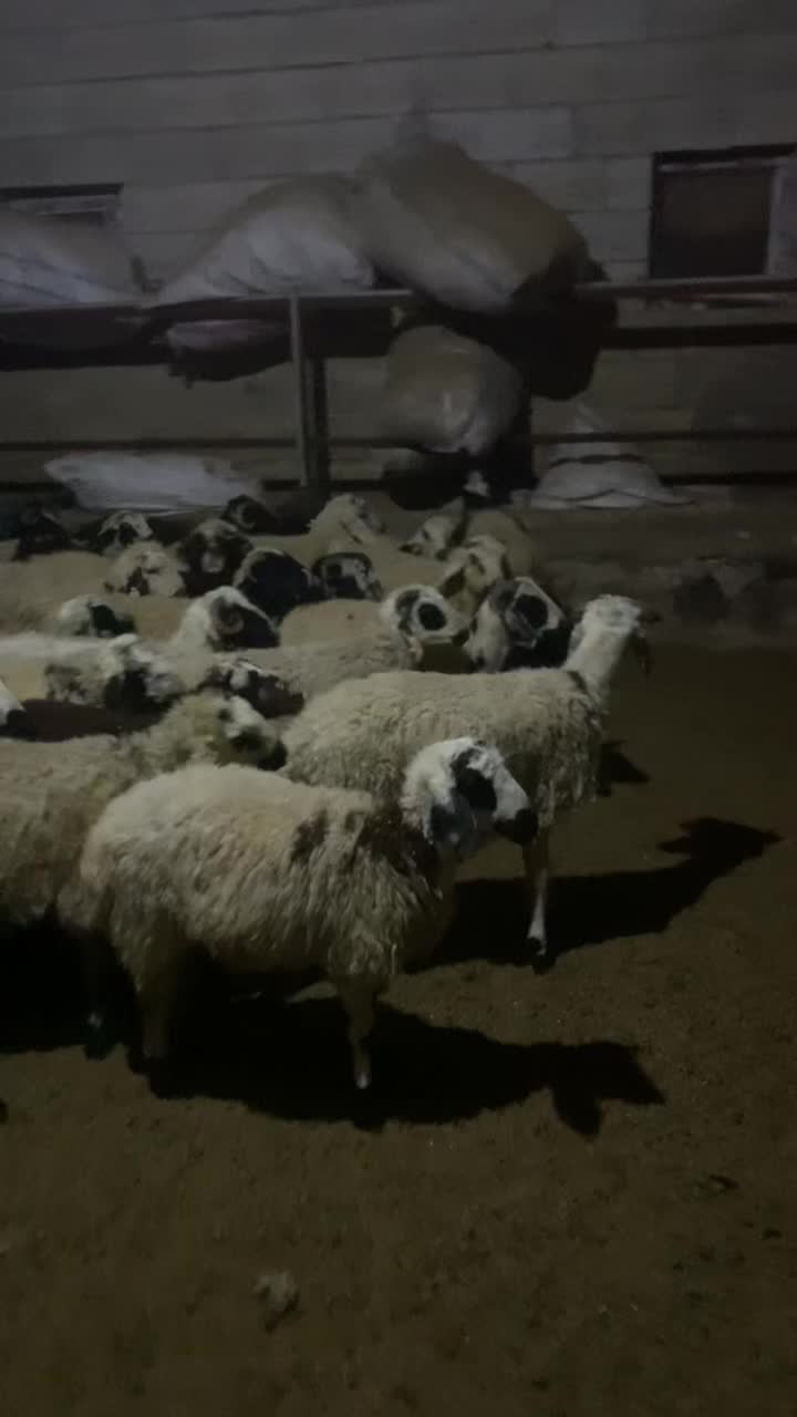 @Fırat çakan