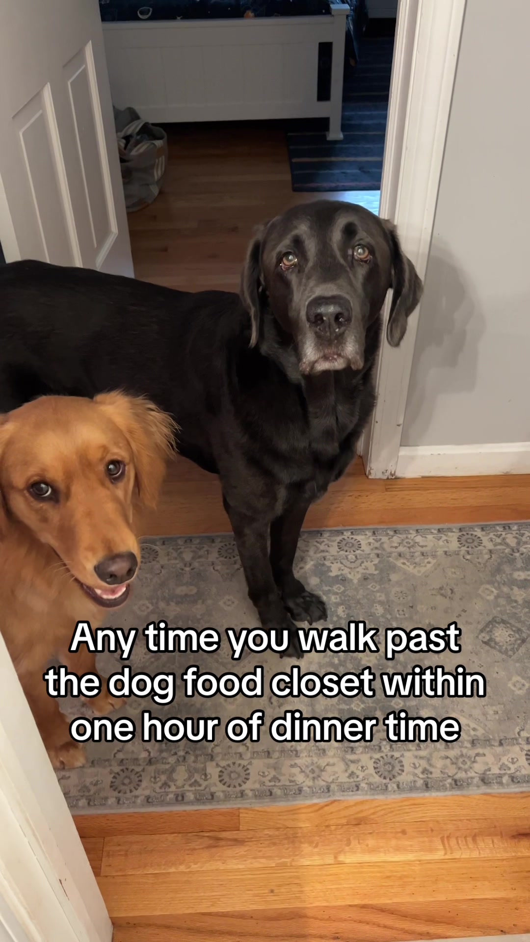 @Adventures of Gunner & Cookie