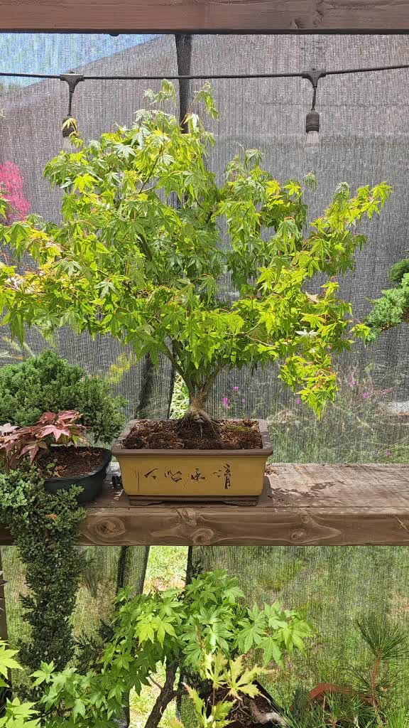 @North County Bonsai