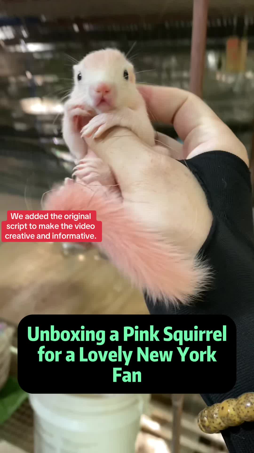 @The Squirrel Sandy