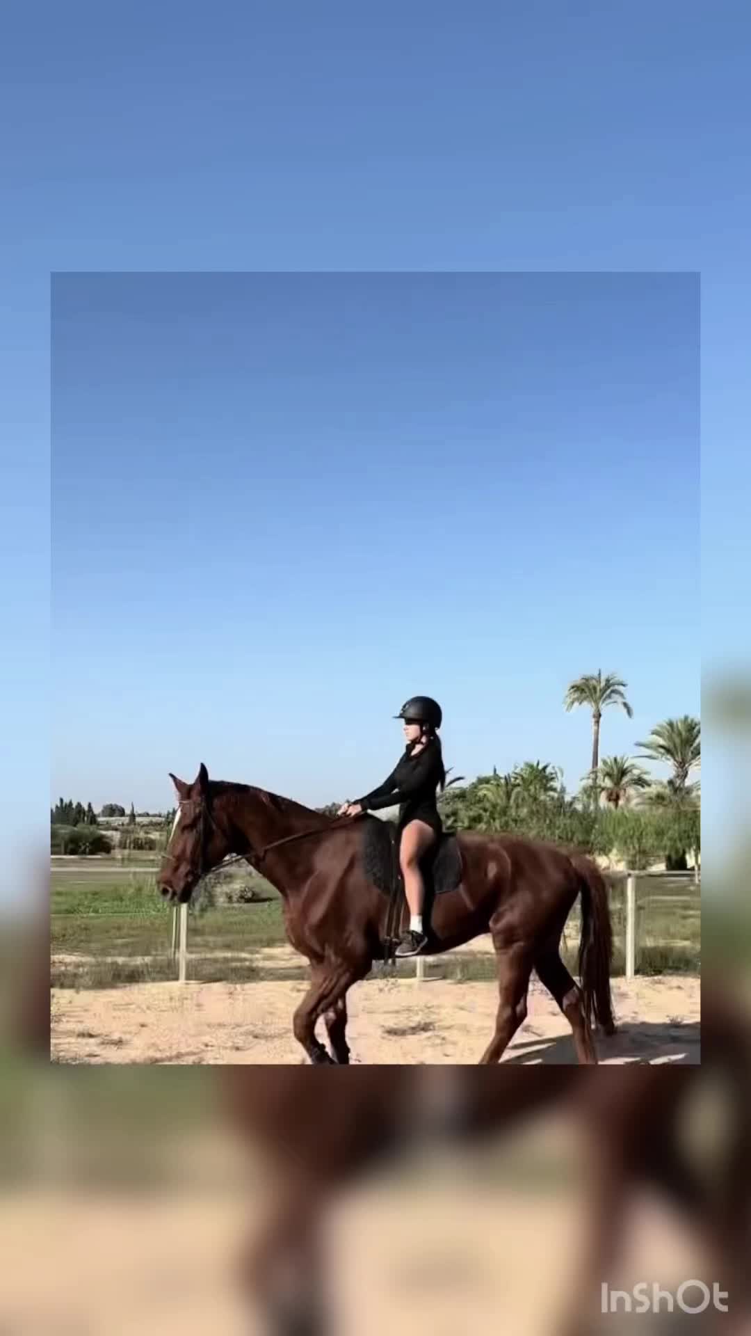 @Desy🐴