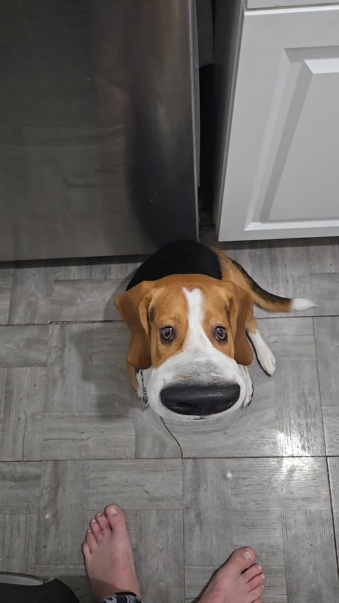 @BISCUIT THE BEAGLE