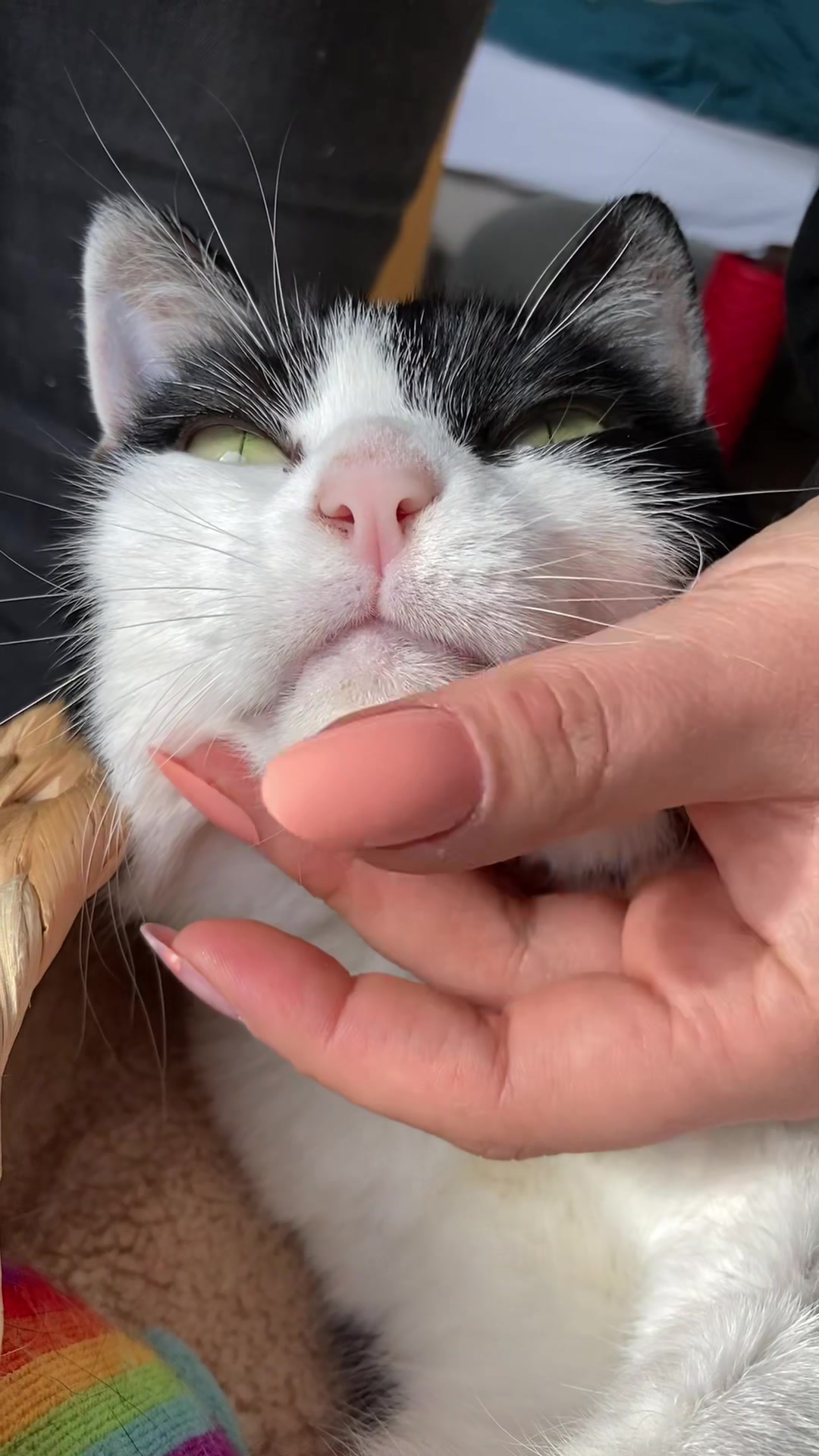 @Kobe the Kitty