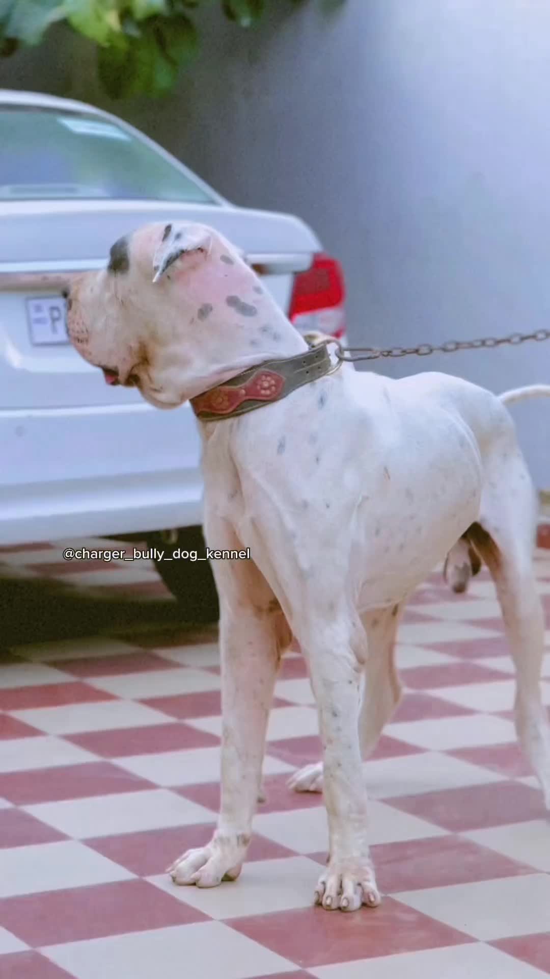 @charger bully dog kennel