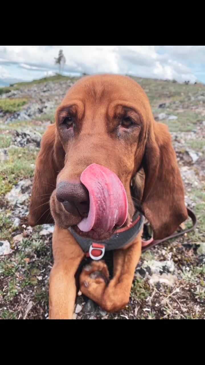@RiverTheLiverHound