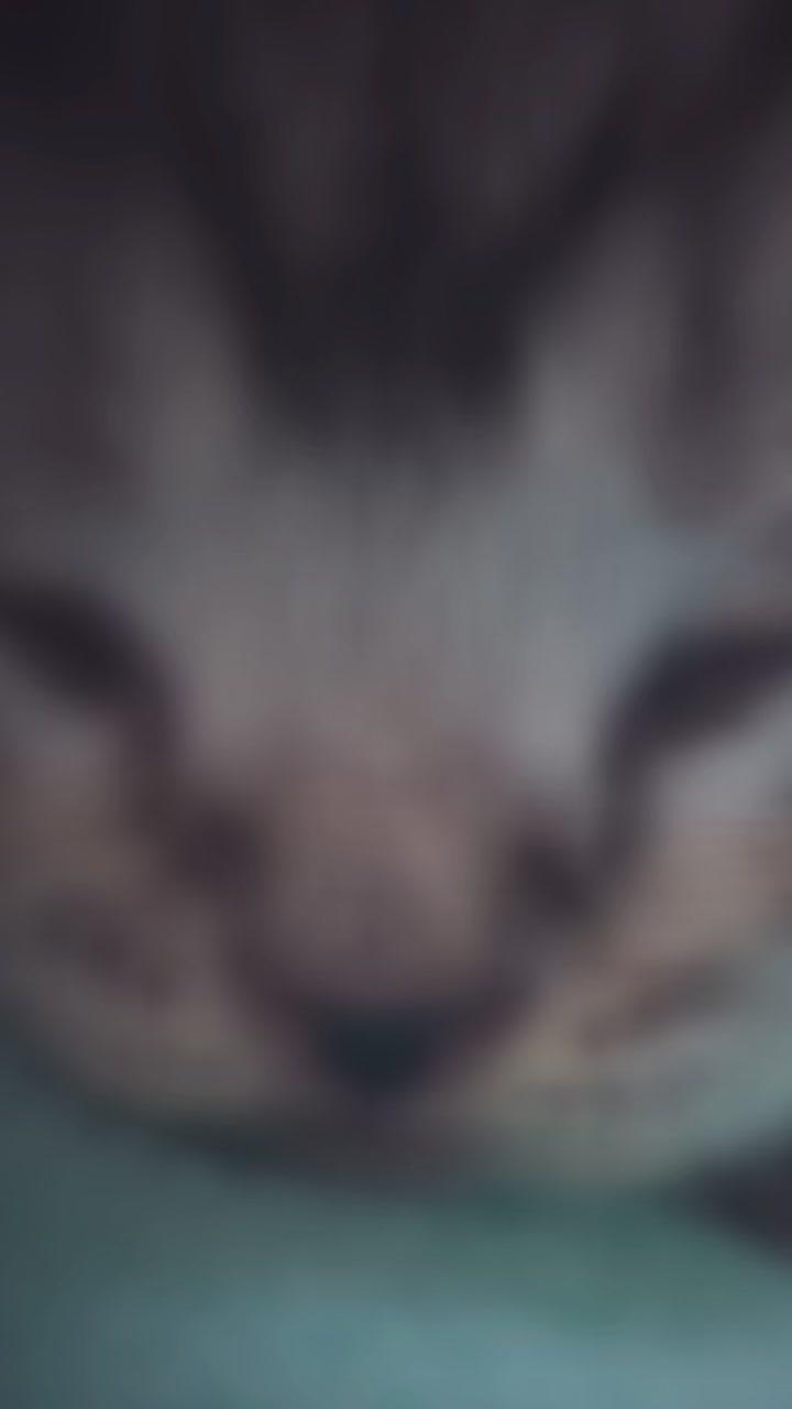 @고양이❤️하모니캣❤️